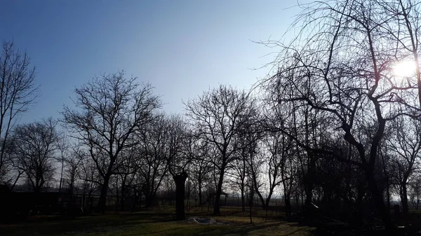 Cerul Deasupra Copacilor Din Pădure — Fotografie, imagine de stoc