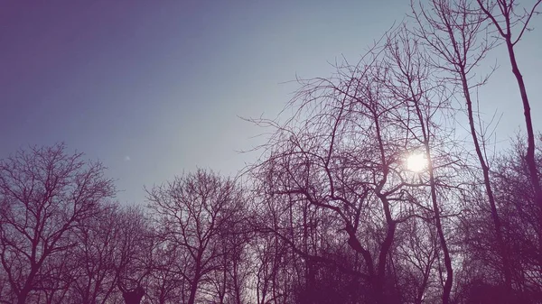 Der Himmel Über Den Bäumen Wald — Stockfoto