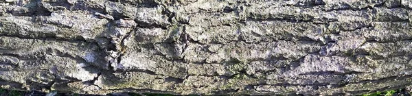 緑の苔と青苔にオークの樹皮の救済のテクスチャです 木の樹皮のテクスチャーのパノラマ画像 — ストック写真
