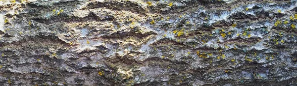 Struttura Goffrata Della Corteccia Quercia Foto Panoramica Della Consistenza Della — Foto Stock