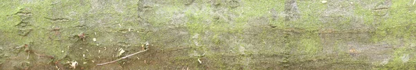 Texture Bark Oak Green Moss Panoramic Photo Oak Texture — 스톡 사진