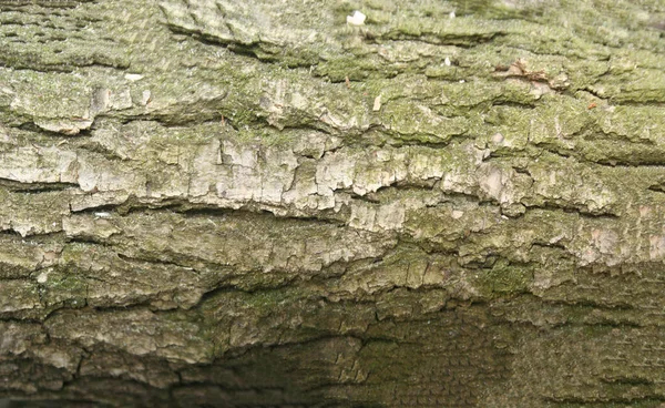 Tekstura Kory Dębu Zielonym Mchem Panoramiczne Zdjęcie Tekstury Dębu — Zdjęcie stockowe