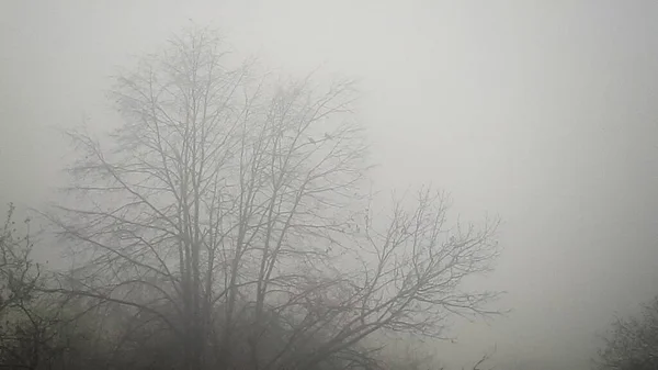 Δέντρο Στην Ομίχλη Φθινόπωρο Και Χειμερινή Περίοδο Έννοια — Φωτογραφία Αρχείου