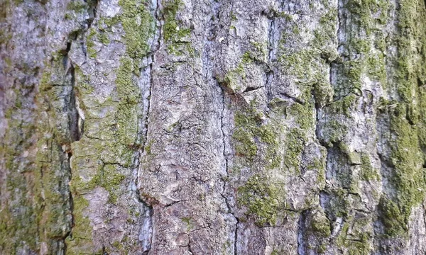 Bedrukte Textuur Van Bruine Schors Van Een Boom Met Groen — Stockfoto