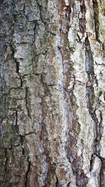 有绿色苔藓和苔藓的树的褐色树皮的硬质感 — 图库照片