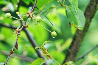 Yioung vişne dalı doğası