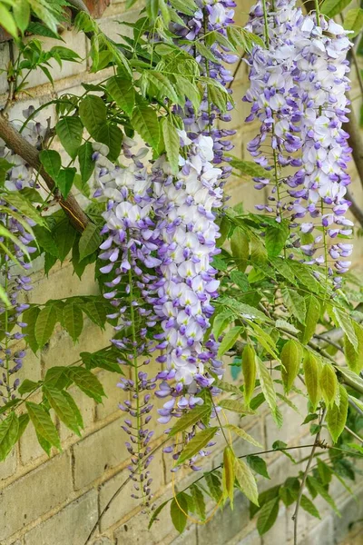 Flowering Wisteria plants on house wall background. Natural home decoration with flowers of Chinese Wisteria