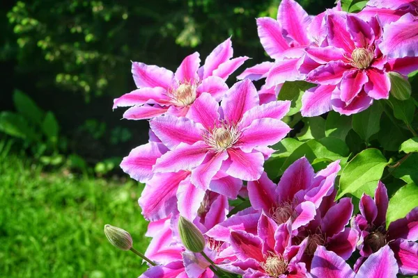 Květiny Trvalých Keřů Révy Vinné Zahradě Krásné Květy Clematisu Domu — Stock fotografie