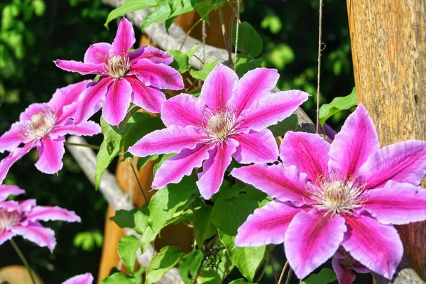 Flores Vinhas Clematis Perenes Jardim Lindas Flores Clematis Perto Casa — Fotografia de Stock