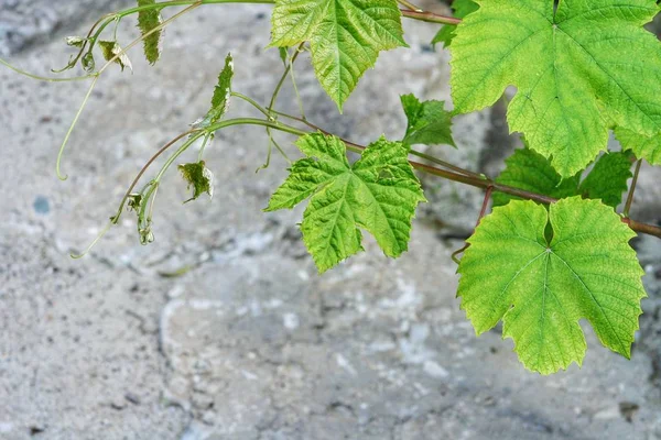 Genç Yeşil Bir Üzüm Yaprağı Bahçeye Yakın Duruyor — Stok fotoğraf