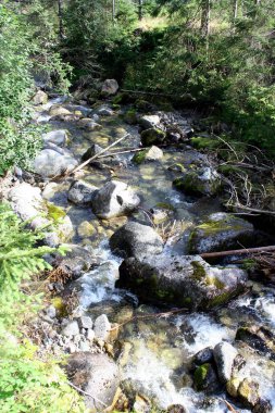 Dağlarda küçük bir dere, yosun kaplı kayalar.