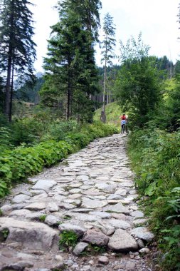 Dağın zirvesine ulaşmak için turistlerin takip ettiği taşlı dağ patikası. Çalılar ve çimenler arasında dağ yolu.