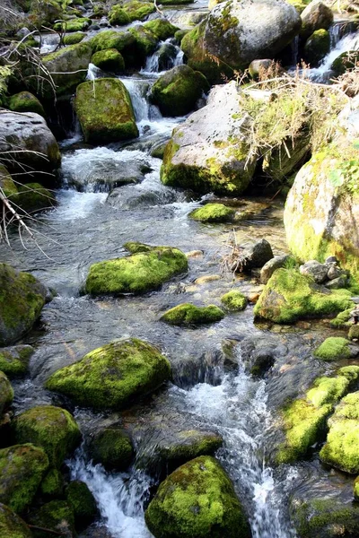 Mountain Stream Green Forest Spring Time — Stock Photo, Image