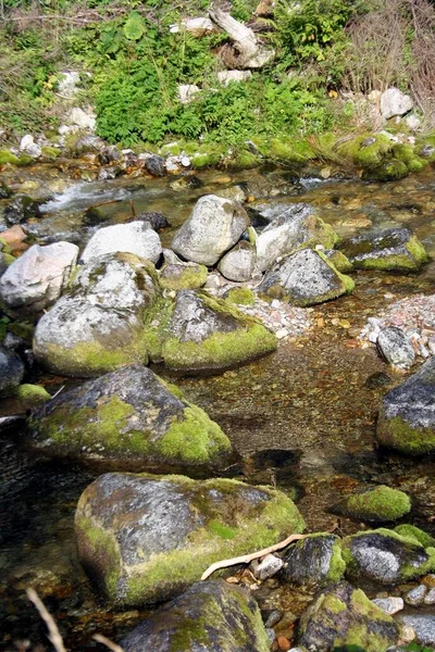 Flusso Forestale Che Corre Rocce Muschiose — Foto Stock