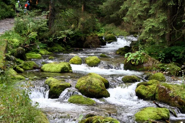 Δάσος Ρεύμα Του Εθνικού Πάρκου Tatra Καρπάθια — Φωτογραφία Αρχείου