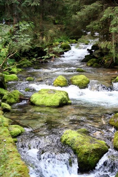 Small Stream Mountains Moss Covered Rocks — Stock Photo, Image