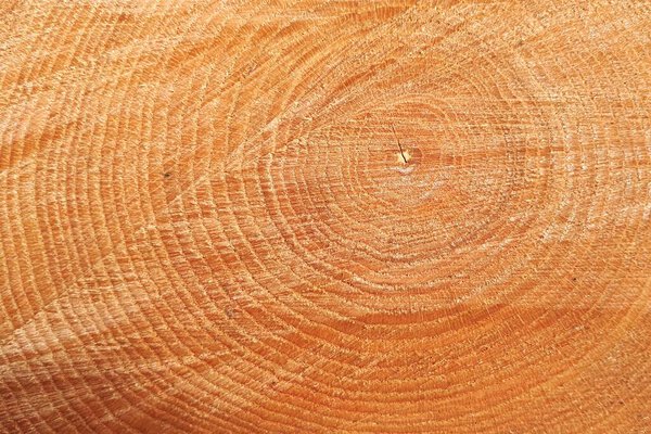 пень из дуба срубленного - часть ствола с годовым кольцом
