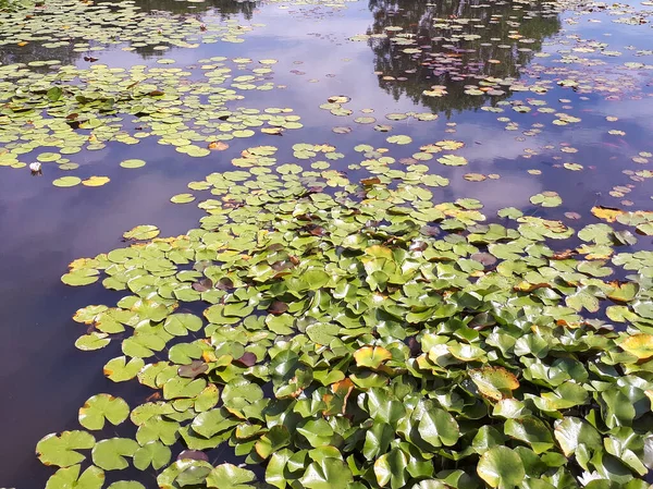 Letní Řeka Liliemi Pozadí — Stock fotografie