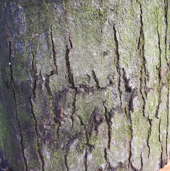 橡树皮质地与苔藓 闭合木材表面 — 图库照片