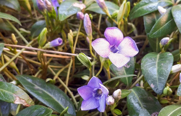 Vinca Minor Πορφυρά Μπλε Λουλούδια Του Περίβινκλ — Φωτογραφία Αρχείου