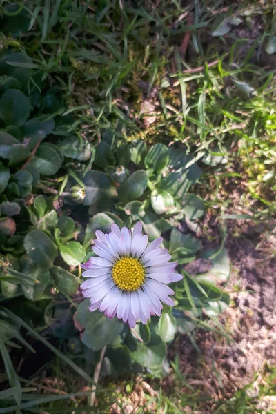 Bellis Perascar Foto Macro Una Margherita Primo Piano Una Margherita — Foto Stock