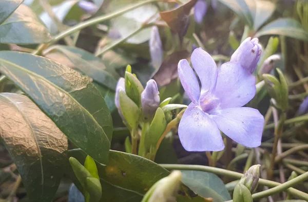 Flores Periwinkle Crescendo Prado — Fotografia de Stock