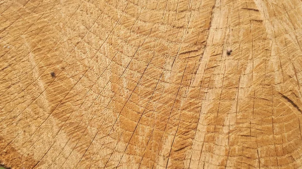 Old wooden oak tree cut surface. Detailed warm dark brown and orange tones of a felled tree trunk or stump