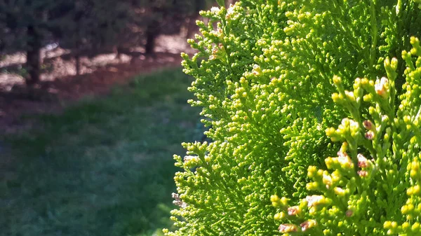 Zelená Thuja Ježek Zavřít Foto Pozadí — Stock fotografie