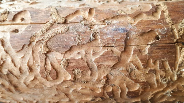 在原木上留下了惊人的洞穴虫或白蚁踪迹的背景 — 图库照片