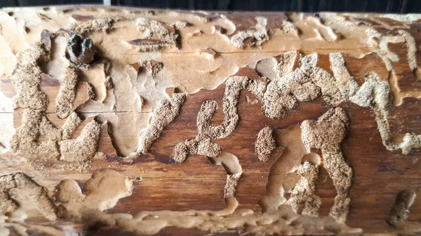 Fond Étonnant Perce Termite Traînée Gauche Dans Une Bûche — Photo