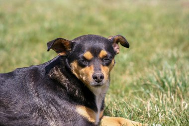 köpek, yalan, çim, yeşil, hayvan, park, köpek, yeşil çimen, arka plan, etkinlik, açık hava, köpek yavrusu, yaz, bahçe, yorgun, memeli, çimen, hayvan, tapılası