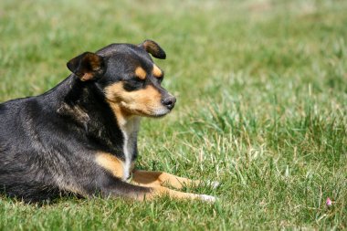 Köpek park arka planında yatıyor. Yaz mevsiminde parkta faaliyet köpeği olmaz..
