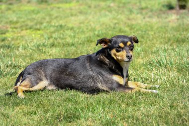 köpek, yalan, çim, yeşil, hayvan, park, köpek, yeşil çimen, arka plan, etkinlik, açık hava, köpek yavrusu, yaz, bahçe, yorgun, memeli, çimen, hayvan, tapılası