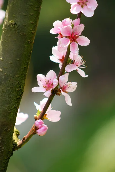 Natural background with peach flower. Peach blossom in spring time in garden. Peach branch with pink flowers.