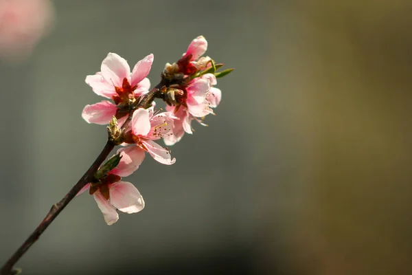 Естественный Фон Цветком Персика Персиковый Цветок Весной Саду Персиковая Ветвь — стоковое фото