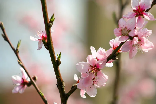 Весеннее Дерево Розовыми Цветами Персиковый Цвет Гардеробе Персиковый Весенний Цветок — стоковое фото