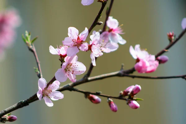 Персиковый Цветок Цветущий Саду Крупным Планом Натуральное Фото Абстрактный Фон — стоковое фото