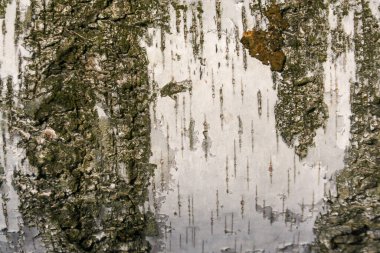 Huş kabuğu dokusu doğal arka plan kağıdı yakın plan