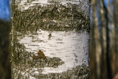 Huş kabuğu dokusu doğal arka plan kağıdı yakın plan