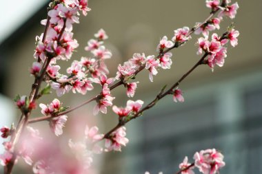 Bahar başlarında tatlı şeftali çiçekleri, bahçede arılar
