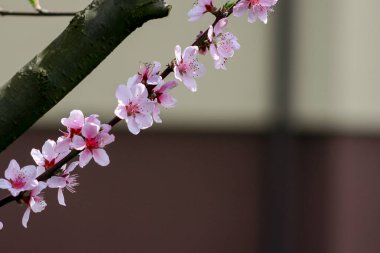 Çiçek açan şeftali. Nisan ayında şeftali ağacında pembe çiçekler. Fotoğrafın köşesinde dal ve metin için boş boşluk.
