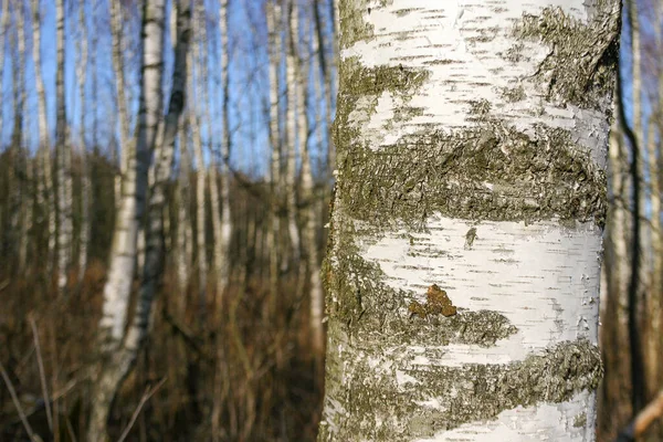 Tragedia Smolensk Albero Betulla Memoriale 2010 Polacco Aeronautica 154 Incidente — Foto Stock