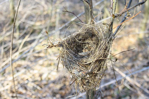 Дикое Птичье Гнездо Лесу — стоковое фото