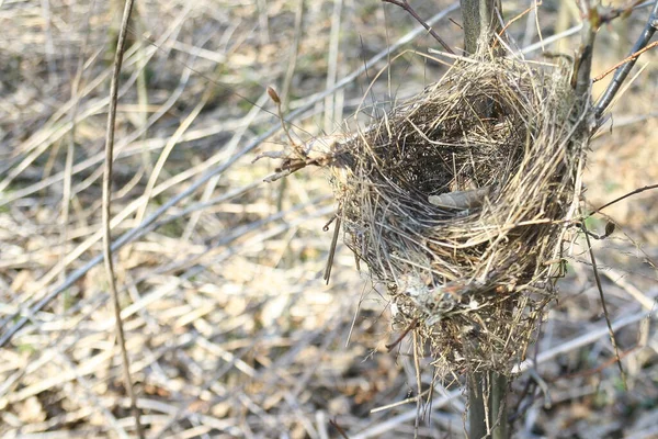 Empty Bird Nest Forest Tree Branch New Life — Stock Photo, Image