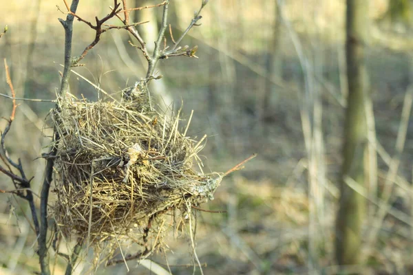 Nid Oiseau Vide Dans Jardin Nid Fait Herbe Sèche — Photo