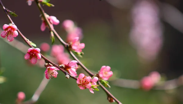 Цветущие Розовые Абрикосовые Цветы Саду Фон Природы Эффектом Боке — стоковое фото