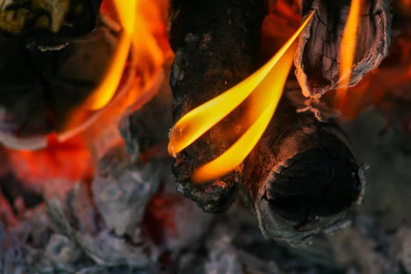 ロシア ベネズエラのコンセプトの背景にある森林火災 木に火をつけなさい 火の上に枝 — ストック写真