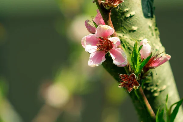 Цветущее Розовое Персиковое Дерево Цветущие Цветы Саду Пустыми Текста — стоковое фото