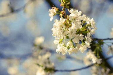 Baharda kiraz çiçeği açan kiraz sakura