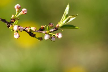 Baharın başında kuş kirazı tomurcuğunu kapat, makro.